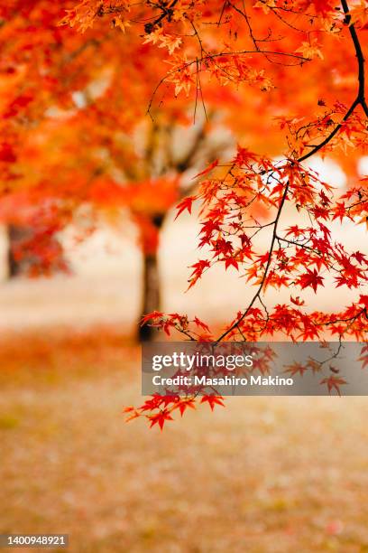 red japanese maple leaves - canadian maple leaf stock pictures, royalty-free photos & images