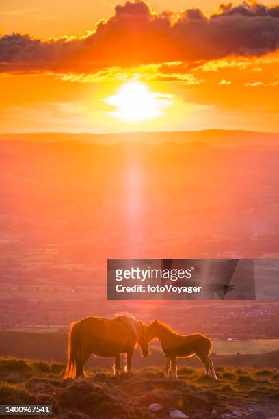 wild horses mare and foal nuzzling on mountain at sunset - equestrian animal stock pictures, royalty-free photos & images