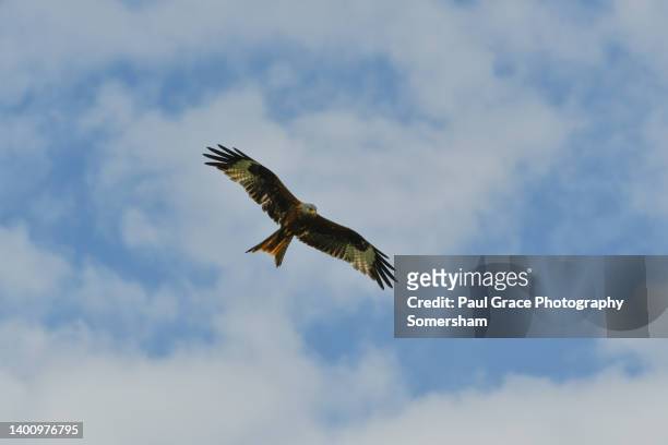 red kite (milvus milvus) - cambridgeshire stock pictures, royalty-free photos & images