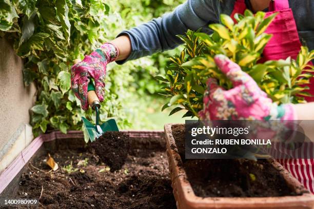 unrecognizable caucasian woman planting with a trowel a plant in urban garden. gardening concept - garden trowel stock pictures, royalty-free photos & images