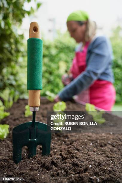 caucasian woman planting with a trowel a plant in urban garden. gardening concept - unscharf gestellten hintergrund stock-fotos und bilder