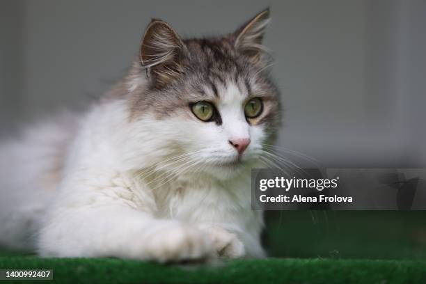 portrait of siberian cat - siberian cat stockfoto's en -beelden