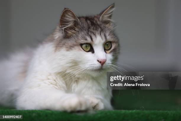 portrait of siberian cat - sibirisk katt bildbanksfoton och bilder