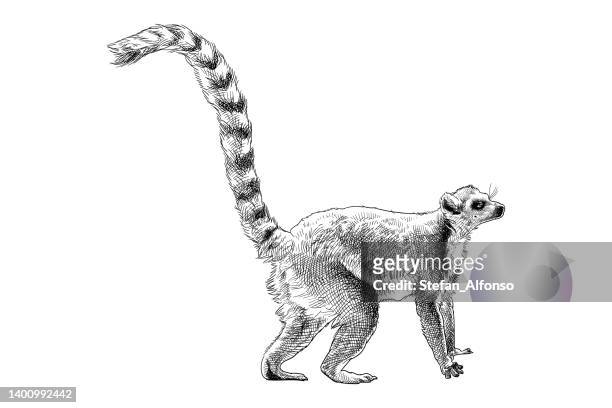 vektorzeichnung eines lemuren - lemur stock-grafiken, -clipart, -cartoons und -symbole