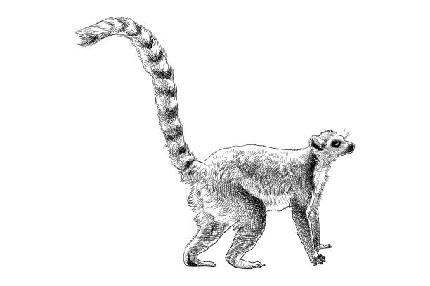 vector drawing of a lemur - zoo art stock illustrations