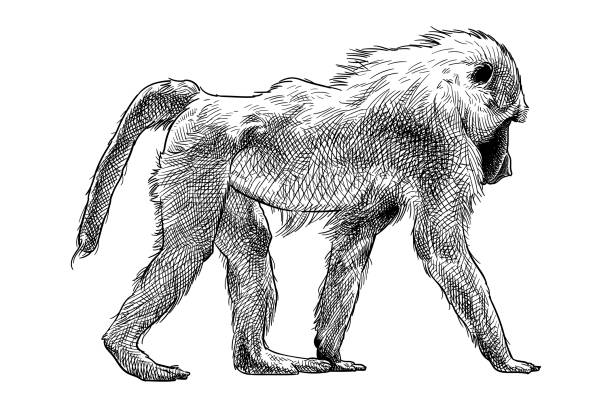 vector drawing of a baboon - zoo art stock illustrations