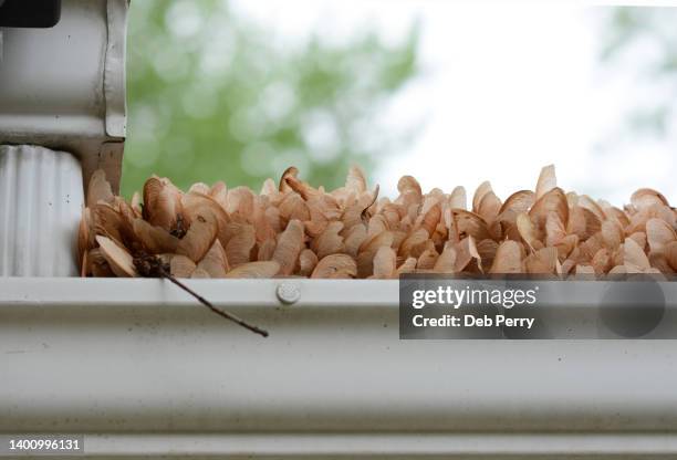 home gutter system is clogged with maple seeds - broken gutter stock pictures, royalty-free photos & images