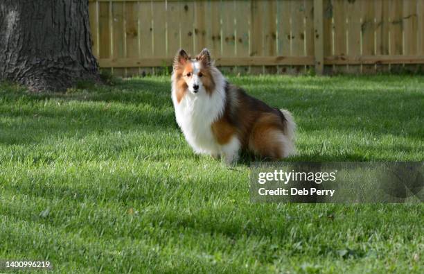 a dog pooping in the grass - men taking a dump stockfoto's en -beelden