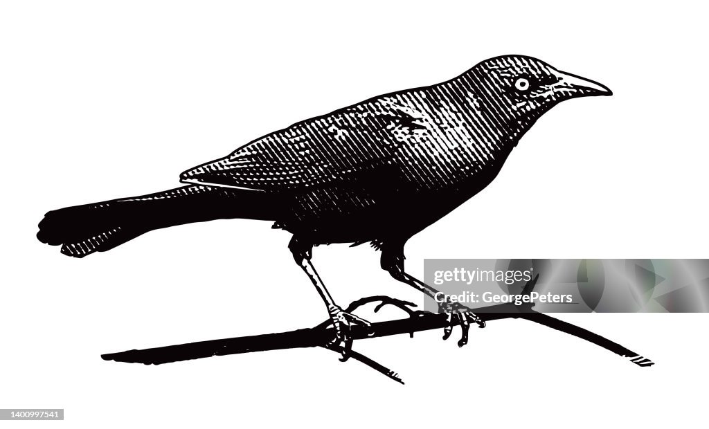 Common Grackle cut out on white background