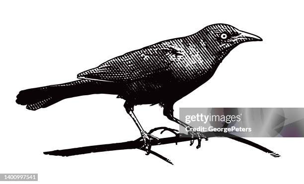 common grackle cut out on white background - white crow stock illustrations
