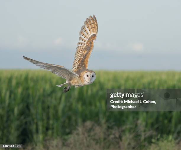 barn owl glance - barn owl stock-fotos und bilder