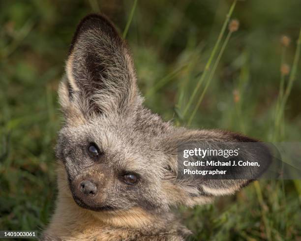 bat-eared fox portrait - bat eared fox stock pictures, royalty-free photos & images
