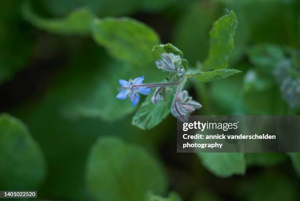 borage - borage stockfoto's en -beelden