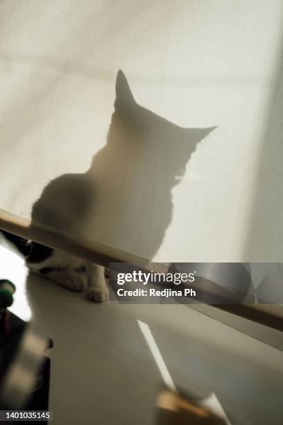 shadow from a playful cat on the curtain. cat is sitting on the window sill and hiding. - 猫 影 ストックフォトと画像
