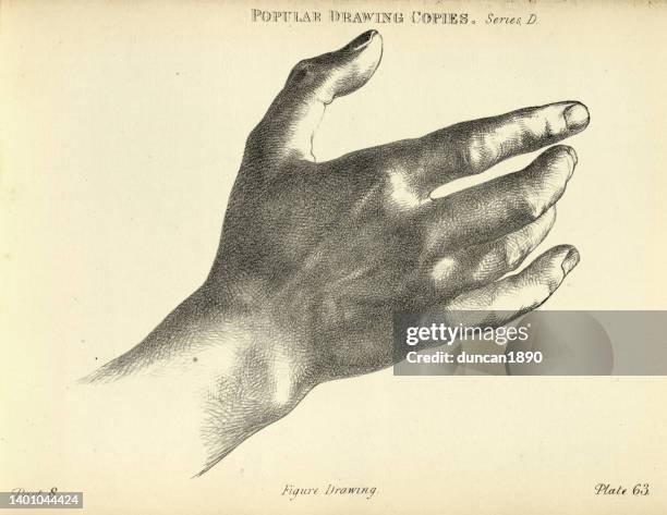 人間の手、手首、指をスケッチし、19世紀のコピーを描いたビクトリア朝の芸術像 - art antique点のイラスト素材／クリップアート素材／マンガ素材／アイコン素材