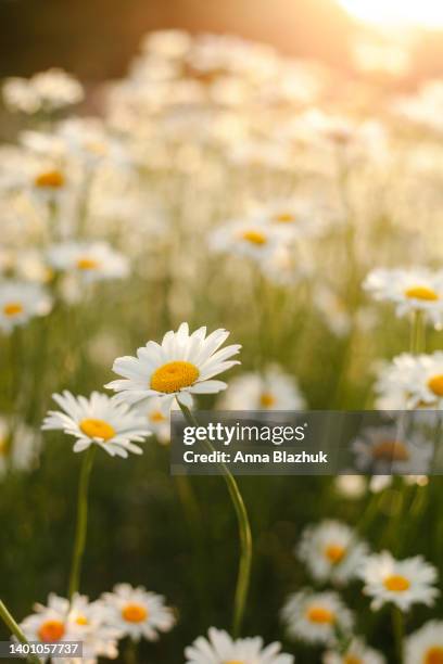 daisy white flowers meadow in summer on sunset. beautiful sunny spring floral field landscape. nature background. - ox eye daisy stock pictures, royalty-free photos & images