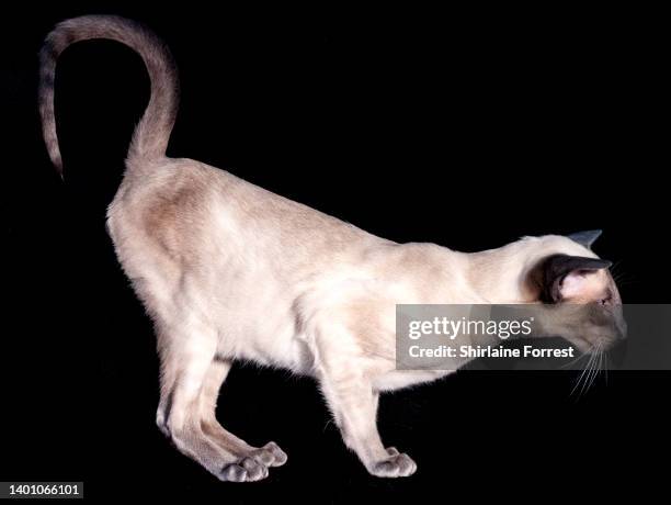 Amigo, a caramel point Siamese kitten poses at GCCF Merseyside Cat Show at Sutton Leisure Centre on June 04, 2022 in St Helens, England.