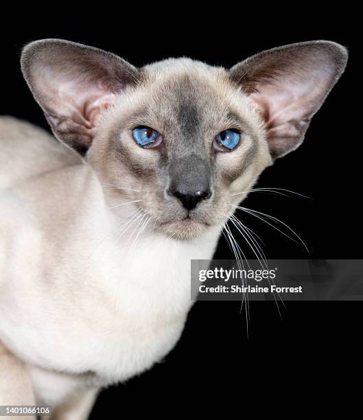 Amigo, a caramel point Siamese kitten poses at GCCF Merseyside Cat Show at Sutton Leisure Centre on June 04, 2022 in St Helens, England.