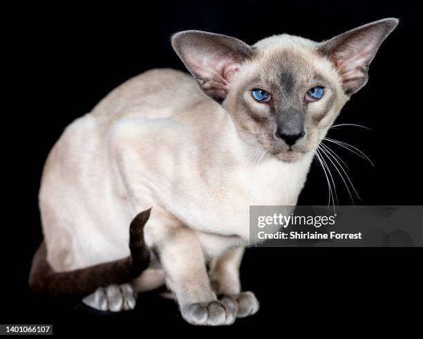 Amigo, a caramel point Siamese kitten poses at GCCF Merseyside Cat Show at Sutton Leisure Centre on June 04, 2022 in St Helens, England.