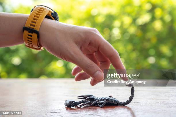 someone hand trying to touch a scary black scorpion. - scorpions foto e immagini stock
