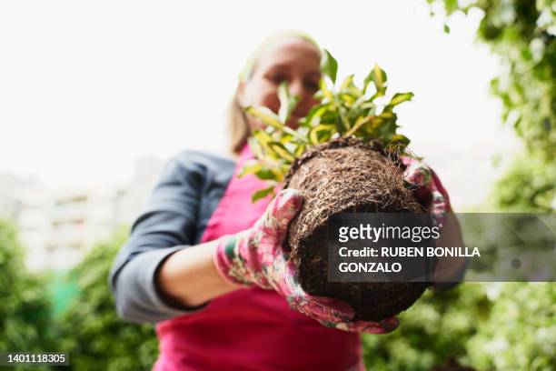 caucasian woman taking a plant for potting in a pot in urban garden. gardening concept - seedling stock pictures, royalty-free photos & images