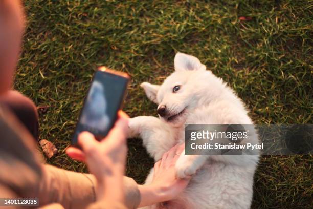 woman caressing and taking picture of white puppy of central asian shepherd dog - fotoberichten stockfoto's en -beelden
