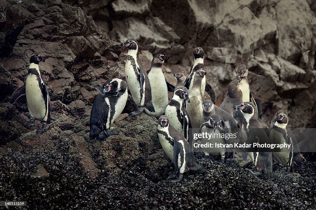 Humboldt Penguins