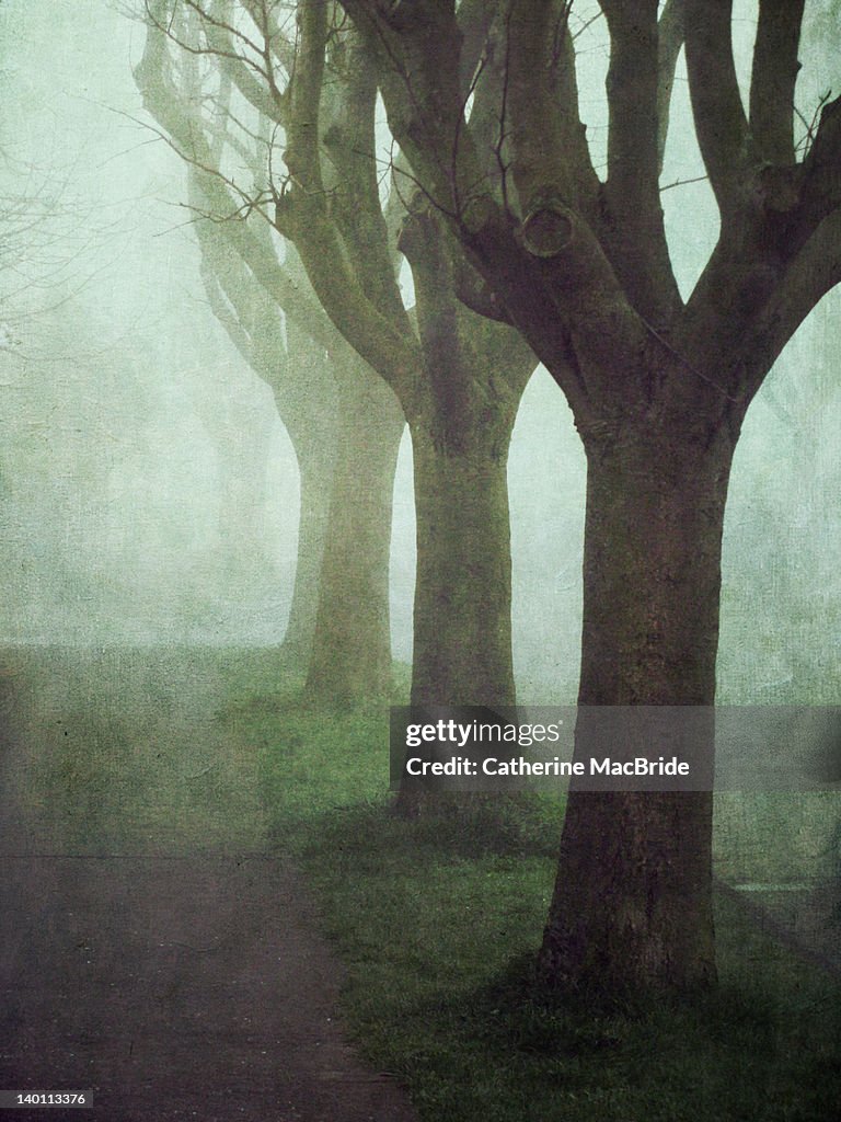 Trees in fog