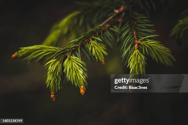 blooming spruce tree - springtime - spruce 個照片及圖片檔