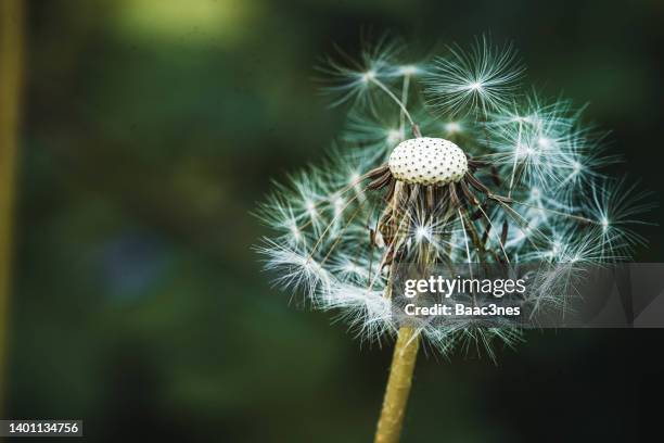 dandelion seeds - close up on dandelion spores stock pictures, royalty-free photos & images