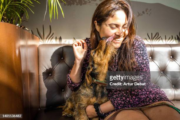 portrait of young latin woman with wire haired dachshund in coffee house. - toy dog fotografías e imágenes de stock