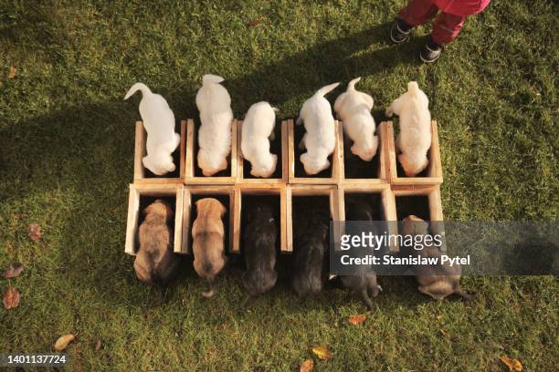 view on  twelve puppies standing eating , divided in light and dark rows - different animals together stock-fotos und bilder