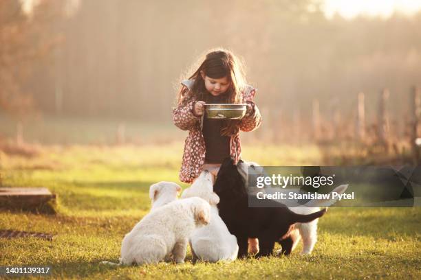 small girl feeding puppies at sunset on grass againstt forest - five animals stock pictures, royalty-free photos & images