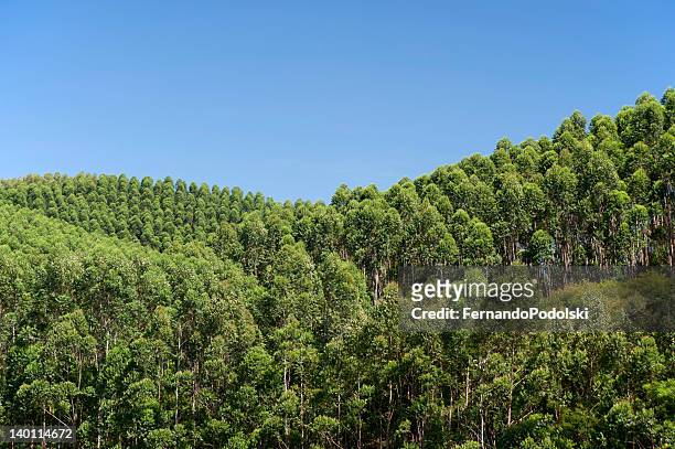 eucalyptus plantation in brazil - gum tree bildbanksfoton och bilder