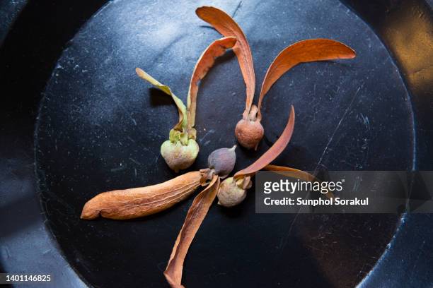 winged seed of various species of dipterocarp tree - dipterocarp tree stock pictures, royalty-free photos & images