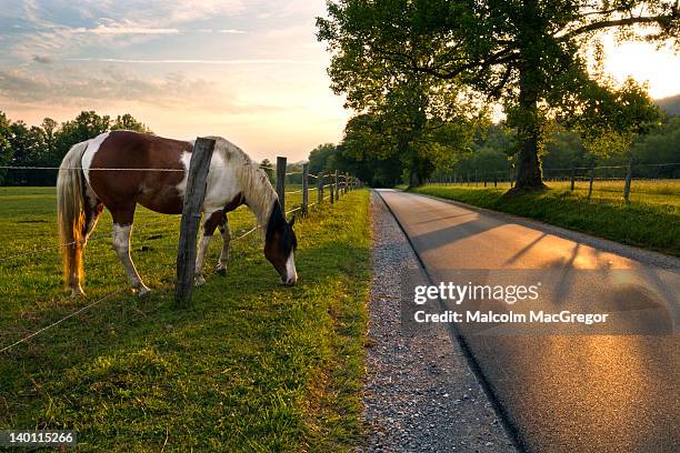 horse on rural road - murfreesboro tennessee stock pictures, royalty-free photos & images