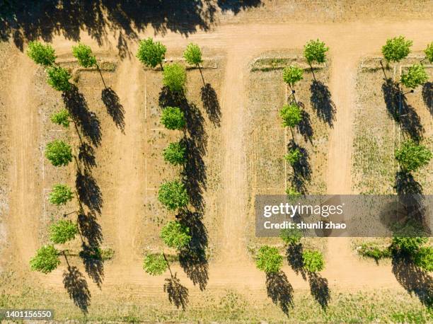 newly planted trees - aufforstung stock-fotos und bilder