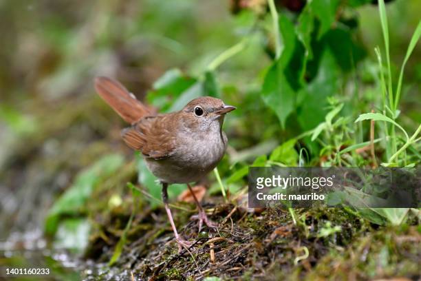 nightingale (luscinia megarhynchos) - nightingale bird stock pictures, royalty-free photos & images