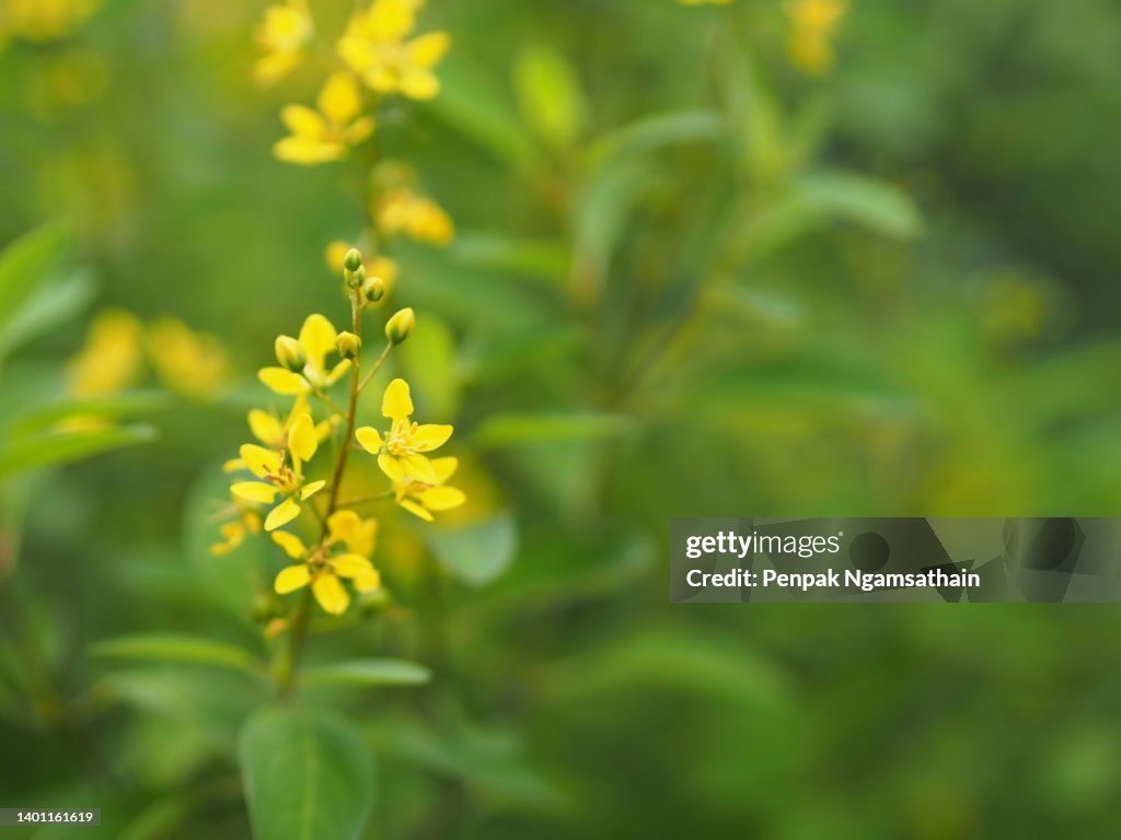Little Yellow flower Thryallis glauca, Galphimia, Gold Shower medium shrub Dark yellow flowers inflorescence will be released at end of the branch tree blooming in garden on blurred nature background