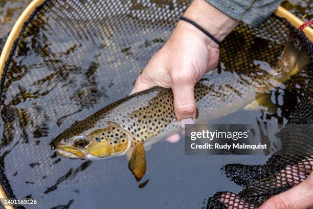brown trout in the net - trout stock pictures, royalty-free photos & images