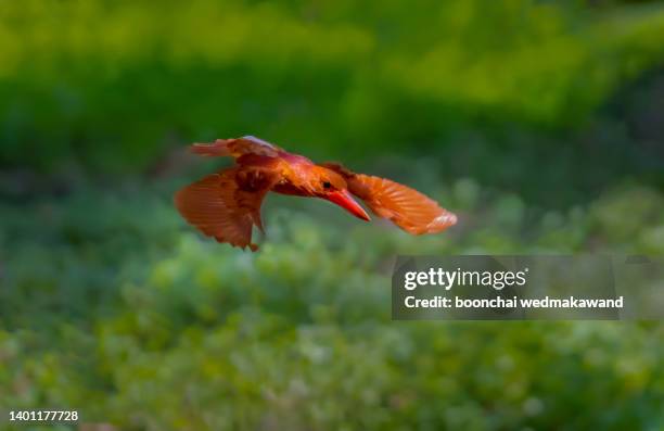 ruddy kingfisher found a bird in thailand. colorful. photographed in thailand. rare bird. - common kingfisher stock pictures, royalty-free photos & images