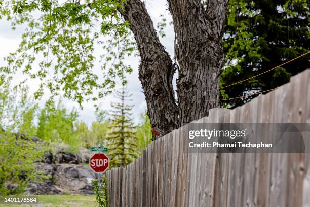 residential area in north america - sudbury stock pictures, royalty-free photos & images