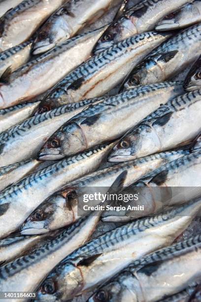 mackerel on sale - makreel stockfoto's en -beelden