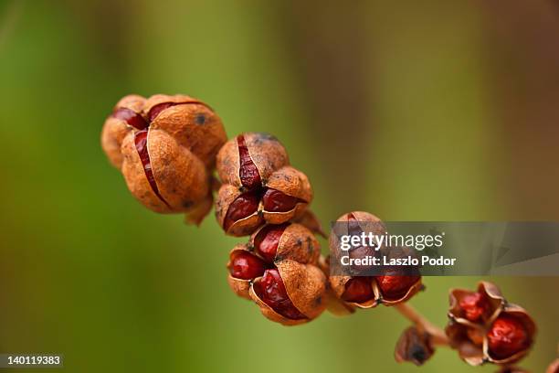 crocosmia 'lucifer' seeds - seed head stock pictures, royalty-free photos & images