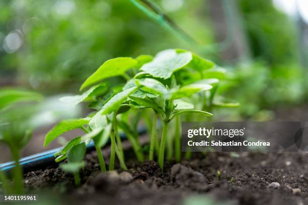 green first bean leaves,traditions from eastern europe, village, agriculture, country life - sperzieboon stockfoto's en -beelden