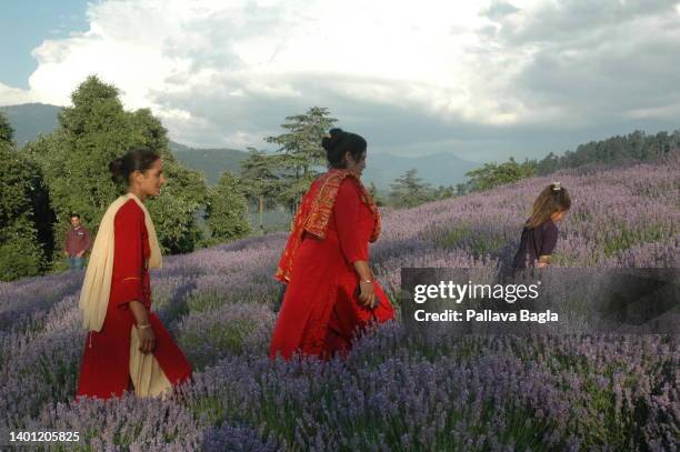 Visitors in a Lavender field at the First Lavender Festival high in the Himalayas on May 26, 2022 in Bhaderwah, India . Lavender cultivation is new...
