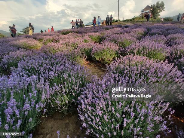 General view of a Lavender field at the First Lavender Festival high in the Himalayas on May 26, 2022 in Bhaderwah, India . Lavender cultivation is...