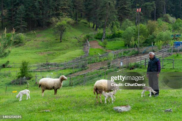 schafe und lämmer hintergrund in einer landschaft eines plateaus in vezürköprü, provinz samsun, schwarzmeerregion. das lamm leckt den fuß des hirten. - religiöse opfergabe stock-fotos und bilder