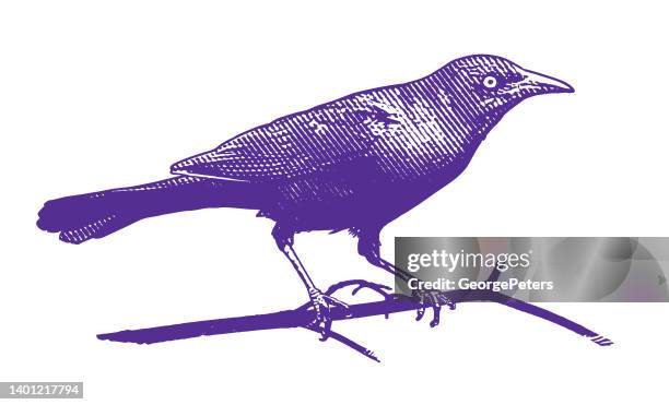 common grackle cut out on white background - common blackbird stock illustrations