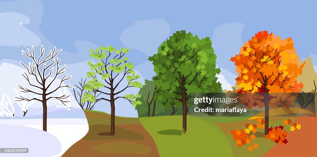 Maple Season Maple Tree At Four Seasons Spring Summer Autumn Winter Landscape With ...